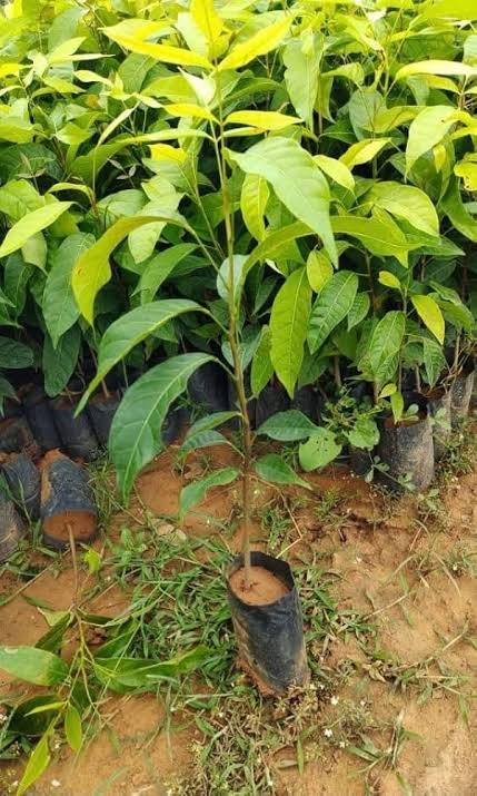 African Mahogany (1 ft) Plants — Mahogany sapling available at Agro Nursery Garden
